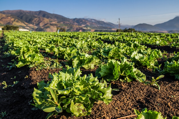 Linhas de plantas de alface fresca em um campo fértil. Campo De Alface.