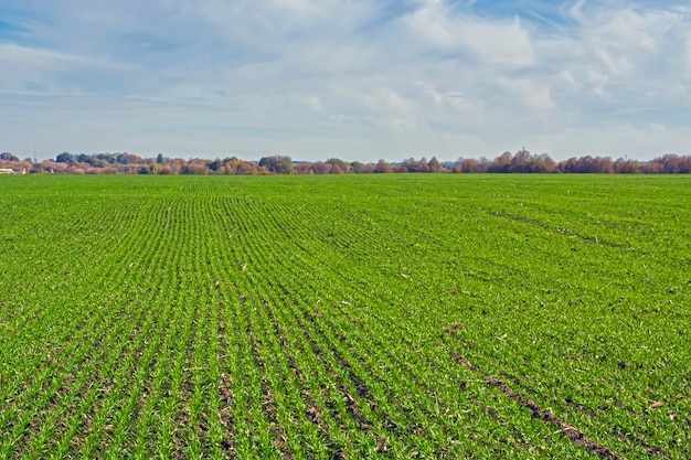 Linhas de trigo de inverno saltado em um campo sob um céu azul com nuvens