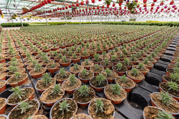 Linhas de vasos com lavanda no viveiro de plantas