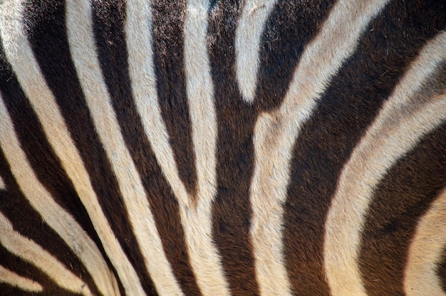 Linhas de zebra em preto e branco tiradas de perto