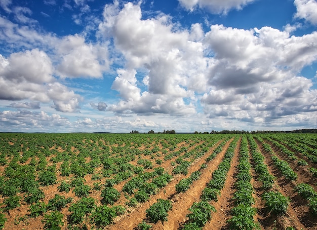 Linhas no campo. Paisagem agrícola no verão