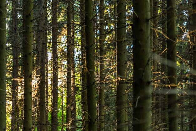 Linhas verticais de tronco de floresta de pinheiros altos no fundo da noite sgmmer com foco seletivo e desfoque de lente natural