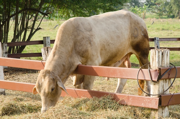 Linie der braunen und grauen Kühe richtete entlang einem alten Widerhakendrahtzaun auf Mastviehranch aus