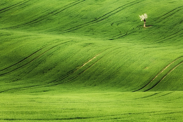 Linien und Wellen mit Bäumen im Frühjahr