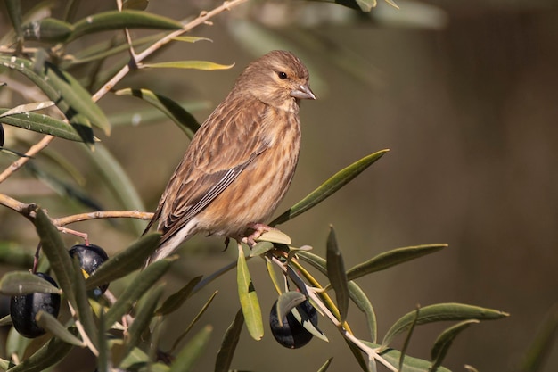 Linnet comum Carduelis cannabina Málaga Espanha