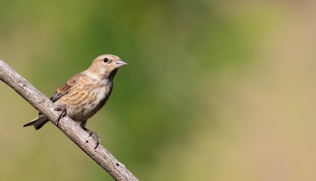 Linnet comum Linaria cannabina Um pássaro jovem senta-se em um galho contra um belo fundo verde desfocado