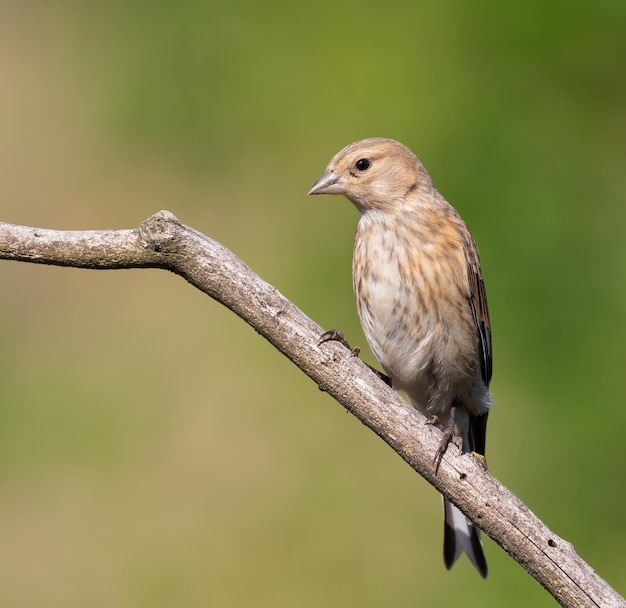 Linnet común Linaria cannabina Un pájaro joven se sienta en una rama contra un hermoso fondo verde borroso