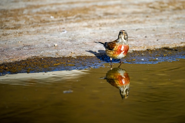 Linnet o Linaria cannabina reflejada en la primavera dorada