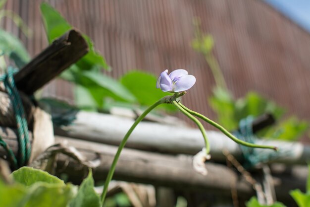 Linsenblume kriecht im Garten