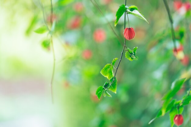 Foto linterna de flor que cae