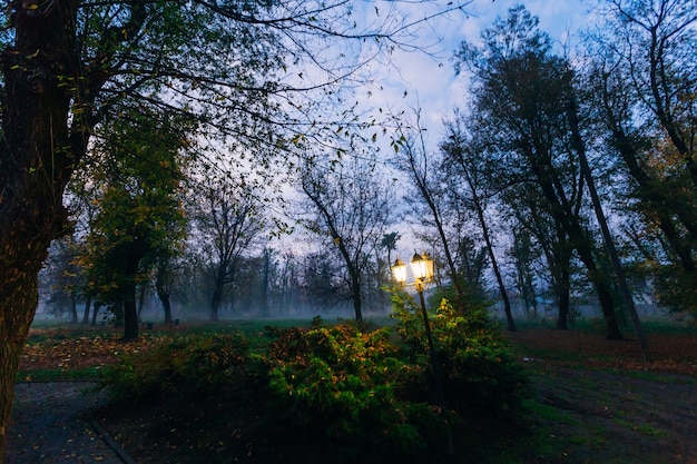 Linterna solo en el espectacular parque de otoño brumoso