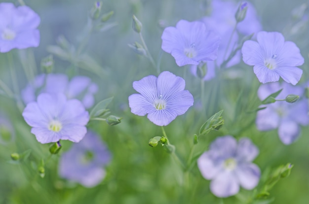 Linum Lewisii Blume. Blaue Flachsblumen