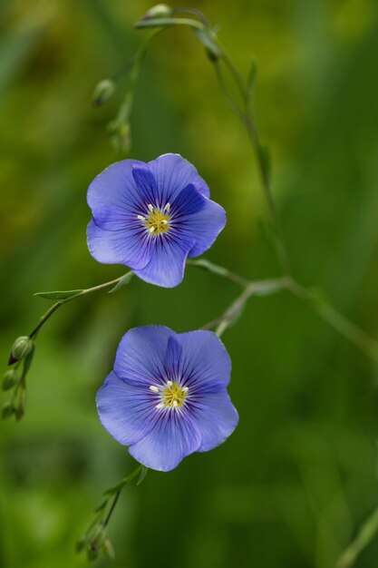 LINUM PERENNE flor azul brilhante sobre um fundo verde Fundo natural