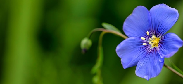 LINUM PERENNE flor azul brilhante sobre um fundo verde Fundo natural