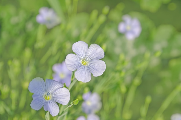 Linum perenne (lino perenne). Flores azules de lino