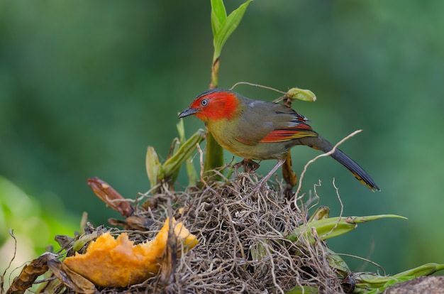 Liocichla com cara de escarlate no ramo