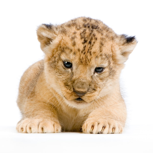 Lion Cub (3 semanas) acostado aislado.