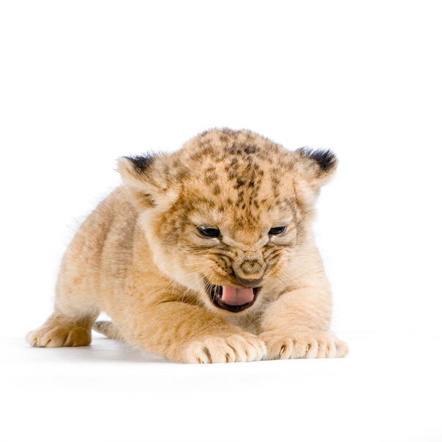 Lion Cub (3 semanas) acostado aislado.