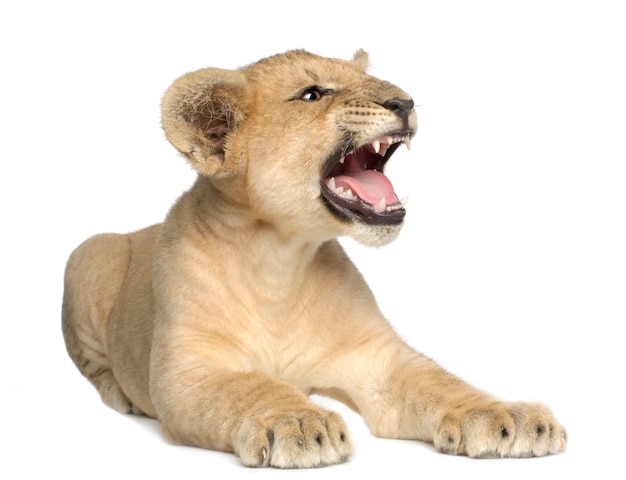 Lion Cub (4 Monate) vorne auf einem weißen isoliert