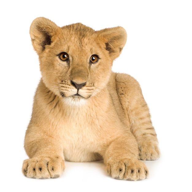 Lion Cub (5 meses) delante en un blanco aislado