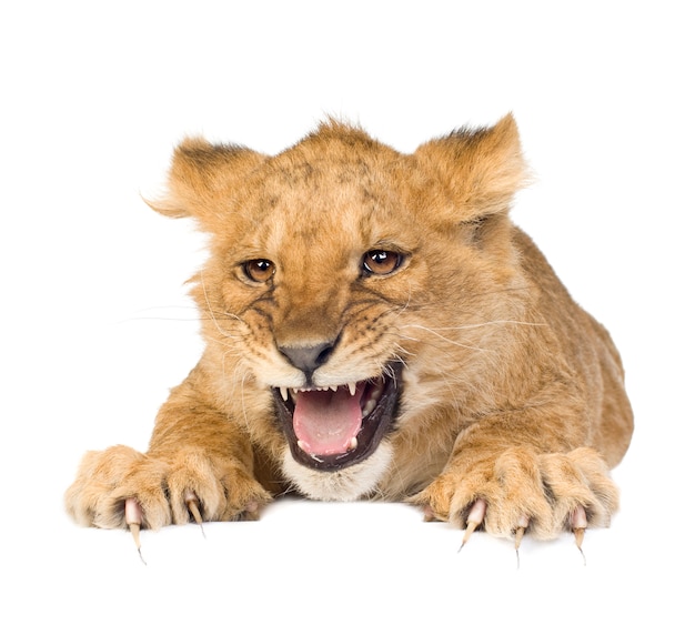 Lion Cub (5 Monate) vorne auf einem weißen isoliert