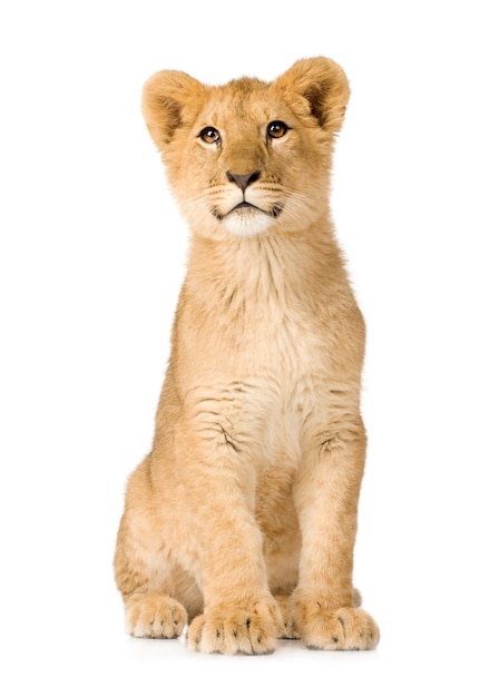 Lion Cub (6 meses) aislado