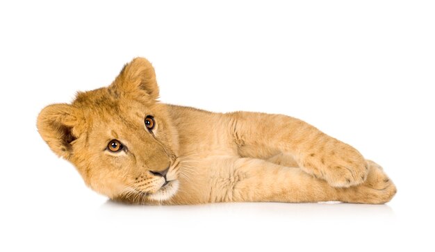 Lion Cub (6 meses) aislado