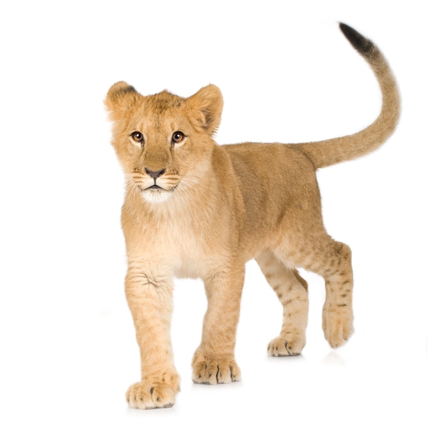 Lion Cub (6 meses) aislado