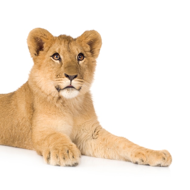 Lion Cub (6 Monate) isoliert