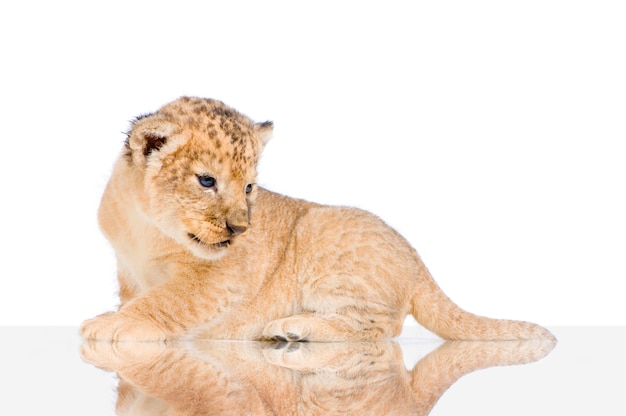 Lion Cub acostado aislado.