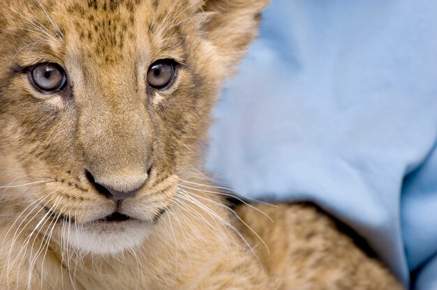 Lion Cub auf einem weißen isoliert