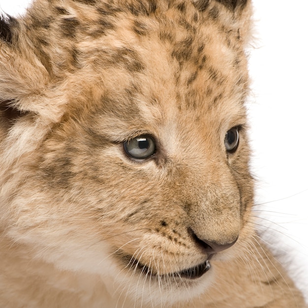 Lion Cub en un blanco aislado