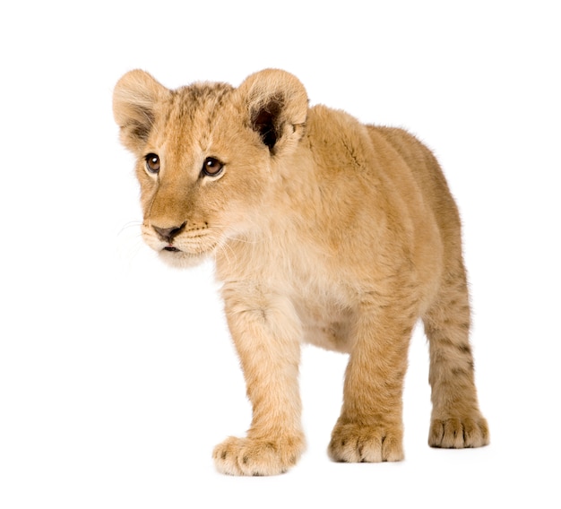 Lion Cub en un blanco aislado