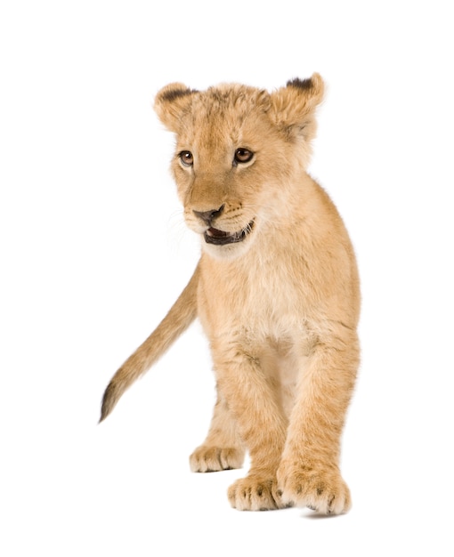 Lion Cub en un blanco aislado