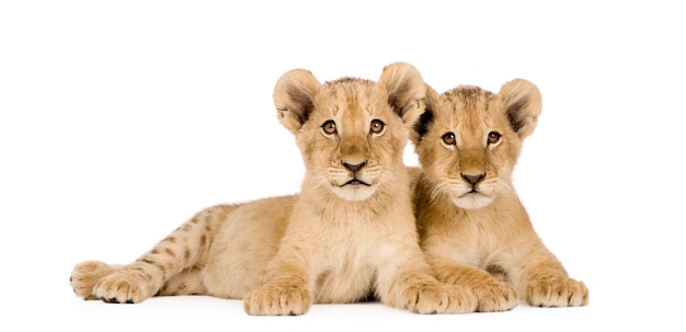 Lion Cub en un blanco aislado