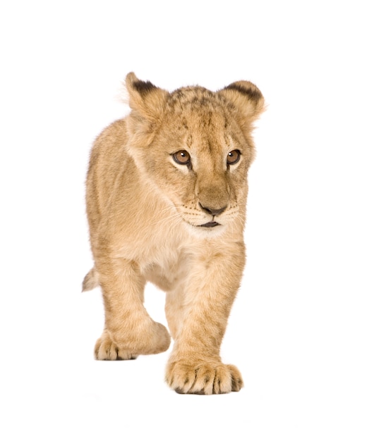 Lion Cub en un blanco aislado