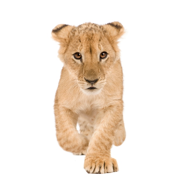 Lion Cub en un blanco aislado