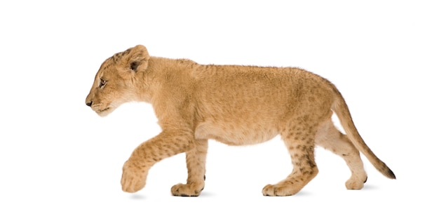 Lion Cub en un blanco aislado