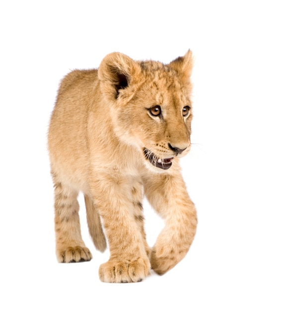 Lion Cub en un blanco aislado