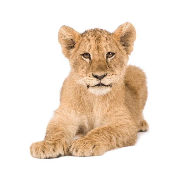 Lion Cub en un blanco aislado