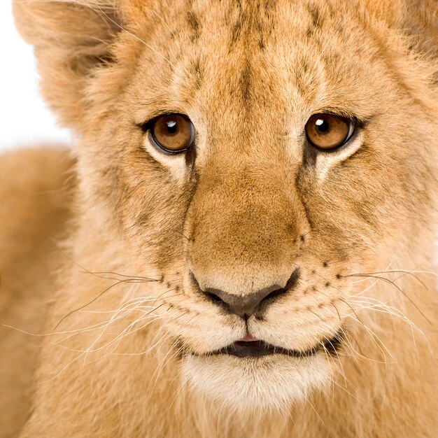 Lion Cub en un blanco aislado