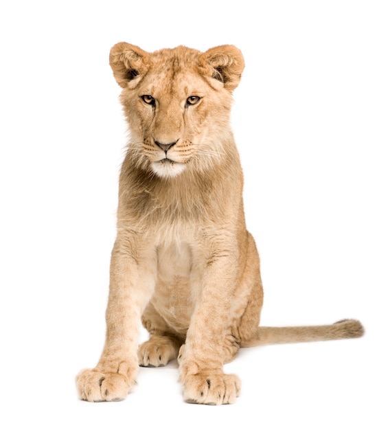 Lion Cub en frente sobre un blanco aislado