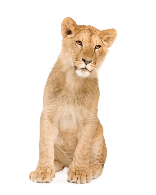 Lion Cub en frente sobre un blanco aislado