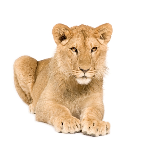 Lion Cub en frente sobre un blanco aislado