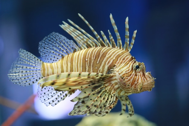 Lion Fische schwimmen im Korallenriff.