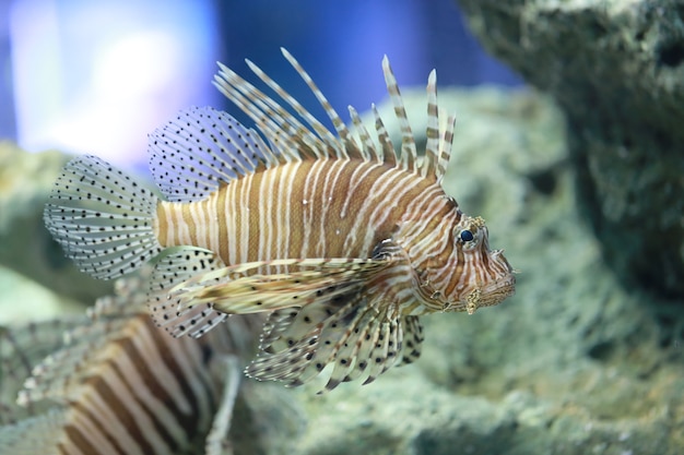 Lion Fische schwimmen im Korallenriff.