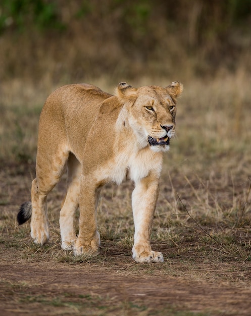 Lioness está indo para a savana. Parque Nacional. Quênia. Tanzânia. Masai Mara. Serengeti.