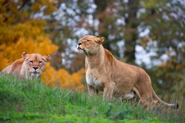 Lionesses no selvagem