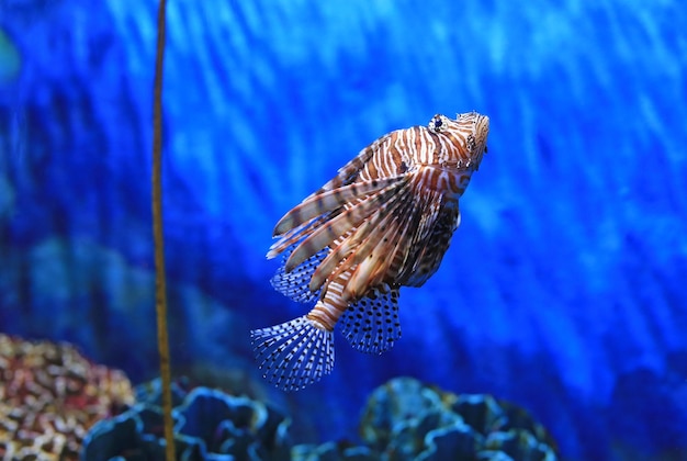 Lionfish pterois volitans nadando em tanque de aquário contra fundo de recifes de corais