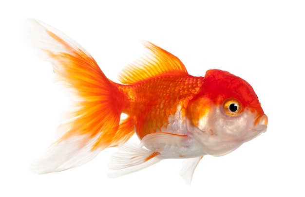 Lionhead Goldfish Carassius auratus delante de fondo blanco